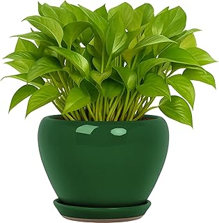 Deep Dream 6 Inch Plant Pots- Ceramic Planter Pot with Drainage Hole and Saucer, Round Flower Pot for Indoor Outdoor Succulent, Snake Plants and Cactus, Green