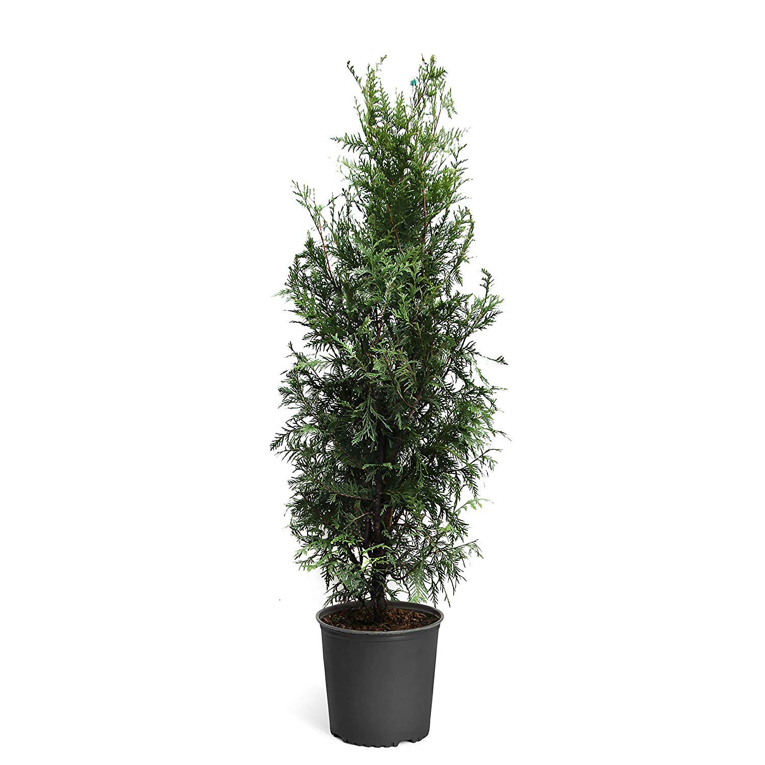 Buy Green Giant Arborvitae Tree ( Thuja ) Live 3 Gallon Pot Online at desertcartUAE