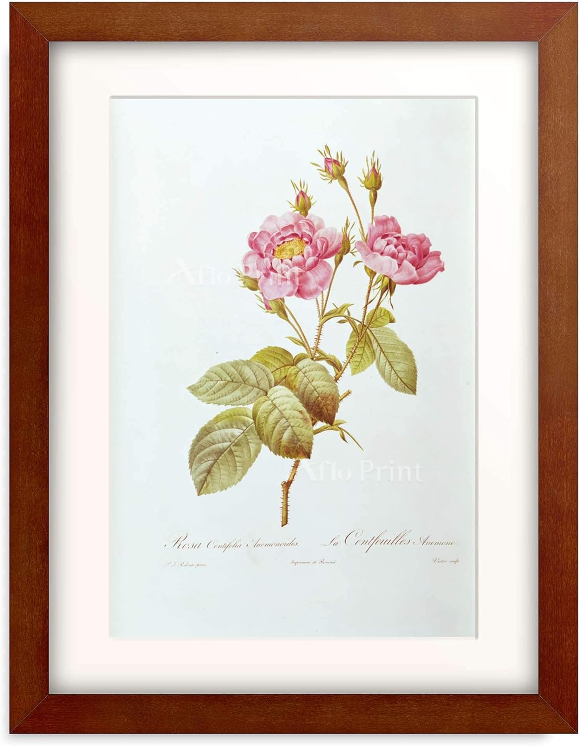 Amazon｜ピエール＝ジョゼフ・ルドゥーテ Pierre Joseph Redoute 「Rose (Rosa)