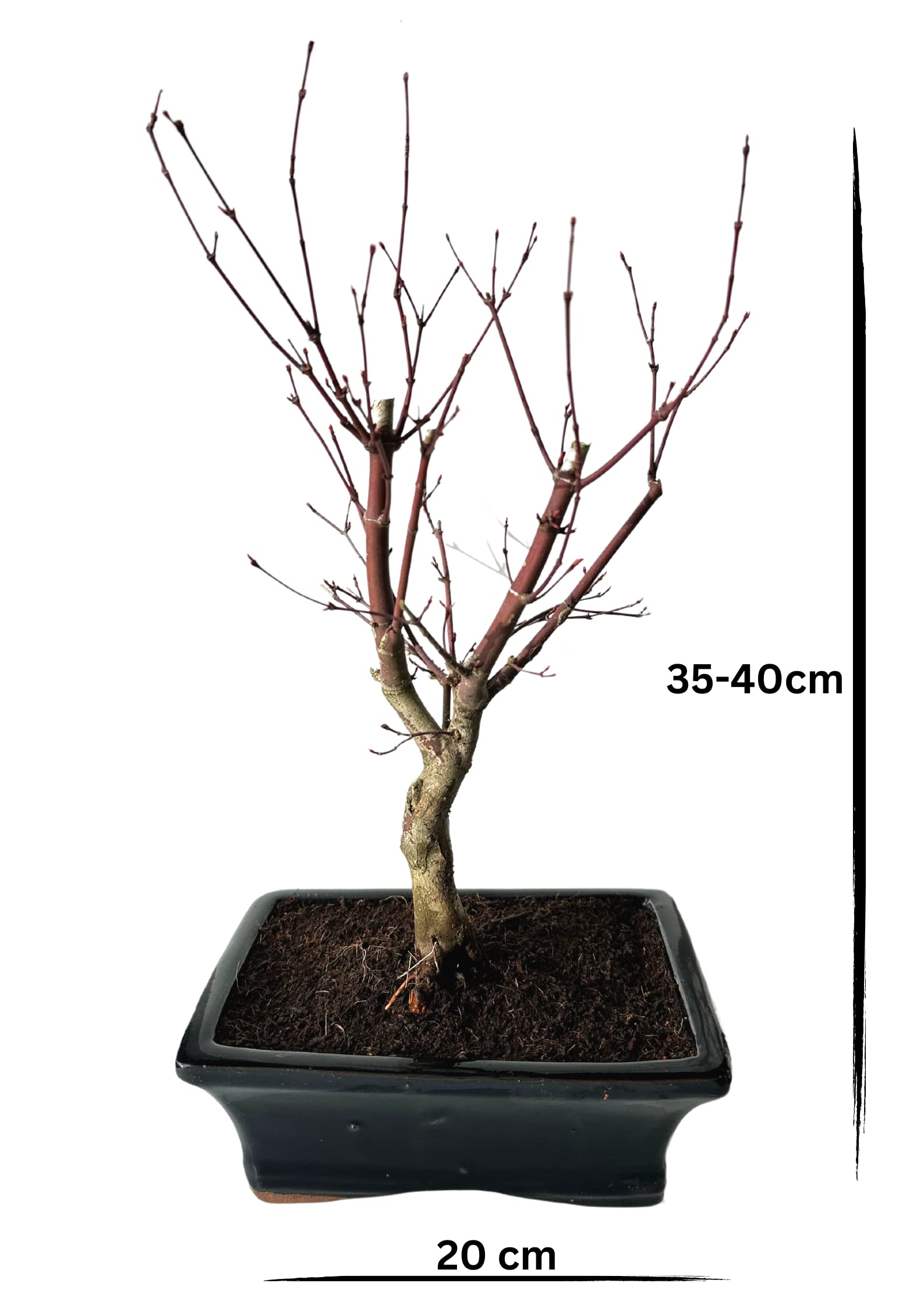 Bonsai DE - Bonsai baum Japanischer Fächerahorn - Acer (Ahorn) Deshojo bonsai bäume/Japanische Ahorne/mit roten Blättern/baum ist 30-45 cm hoch