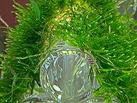 Review Image by Muraki TTM Muraki TTM