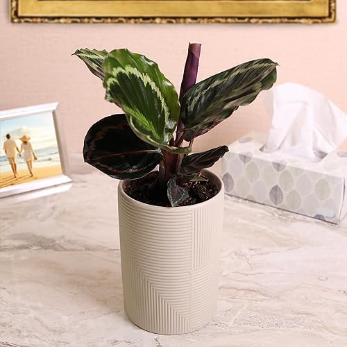 Miniatura 3 de Green Circle Growers Calathea Medallion Planta en Rockefeller beige de 5 pulgadas, planta de interior viva, planta de interior en maceta
