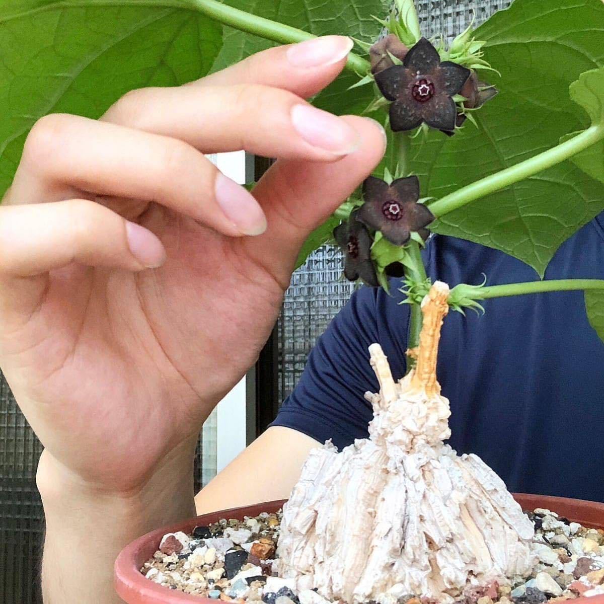 インド コブラ使い 天然素材 彫刻 牙細工 手彫り 時代物 インド コブラ使い 天然素材 彫刻 牙細工 手彫り 時代物