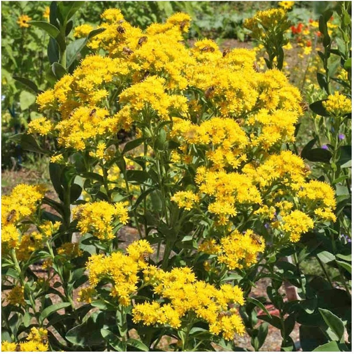 Everwilde Farms - 1/4 Lb Stiff Goldenrod Native Wildflower Seeds - Gold Vault