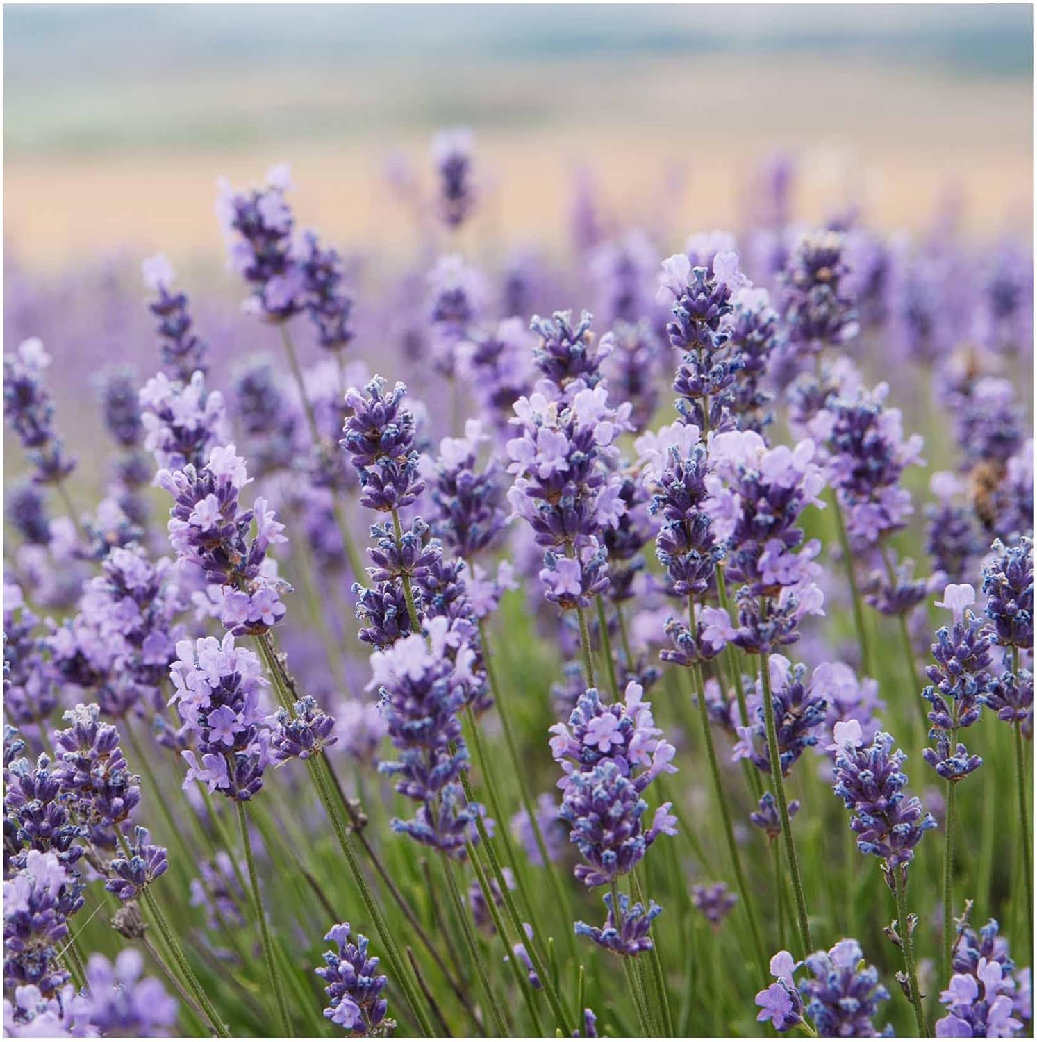 6 Lavandula angustifolia 'Little Lady' Plug Plants *Perennial herb