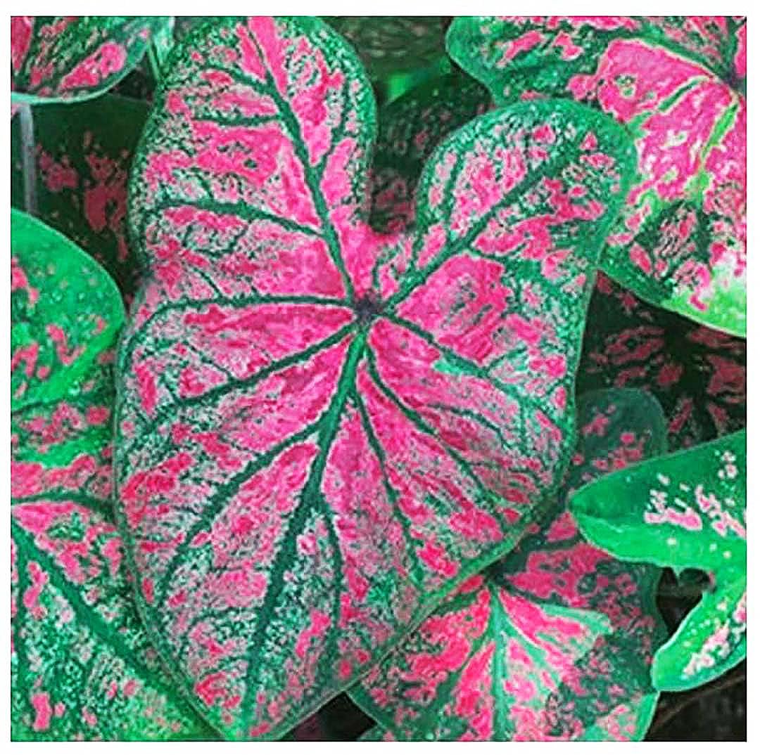Amazon.com : Florida Roselight Caladium Bulbs - One Top Size Bulb