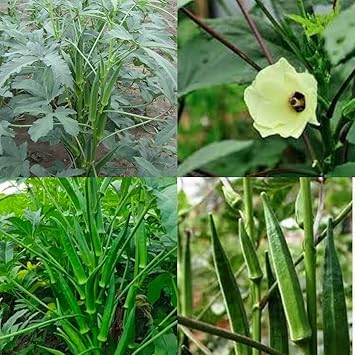 Ladies finger radhika seeds beez Hybrid Long ladies finger bhindi Okra seeds pack of 15