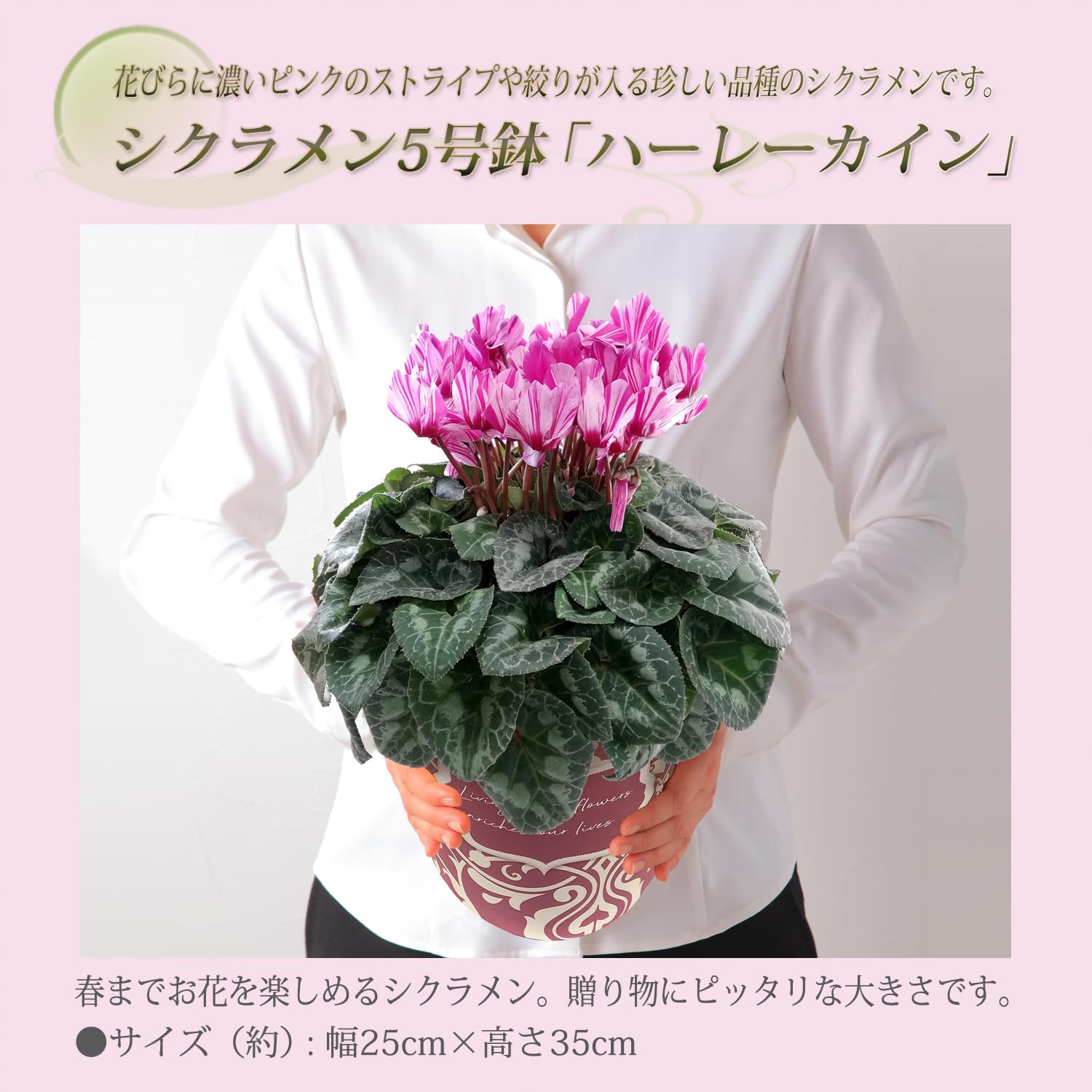 Amazon｜花のギフト社 シクラメン ギフト プレゼント 花 鉢植え 鉢花