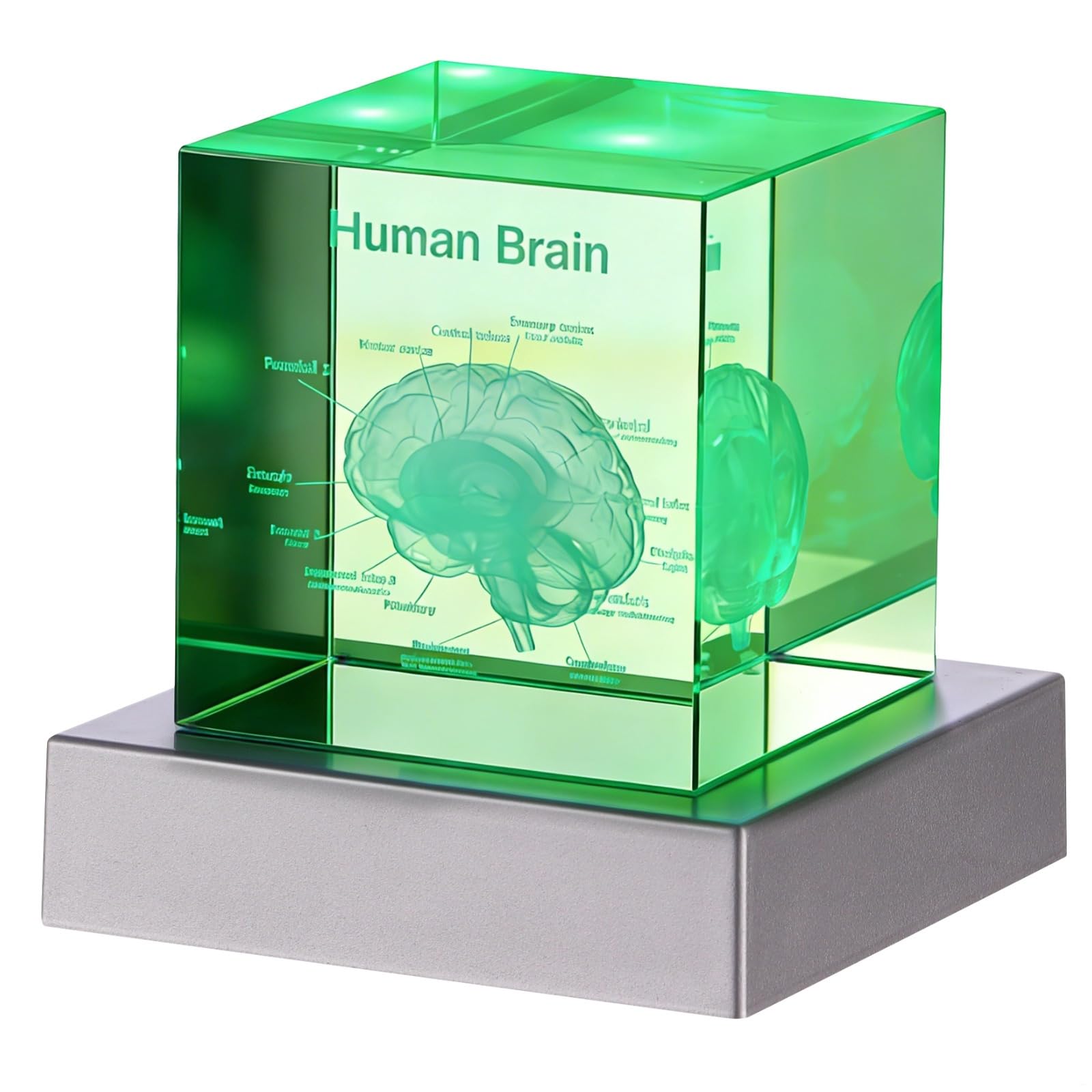 Model ludzkiego mózgu 3D z podstawą światła LED, kryształowa kostka, przycisk do papieru, grawerowany laserowo, prezent dla lekarzy, absolwentów, entuzjastów psychologii