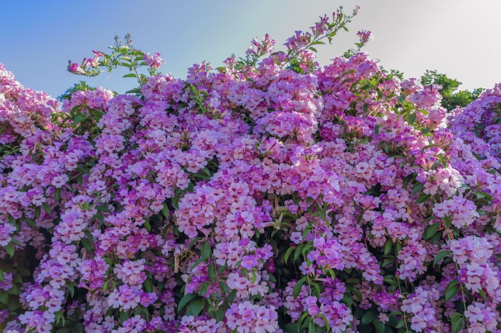 ONLINE PLANT BAZAR Garlic Vine Mansoa Alliacea Flower Live Plant-G1 (B0CDXY3GLF) Amazon Price History, Amazon Price Tracker