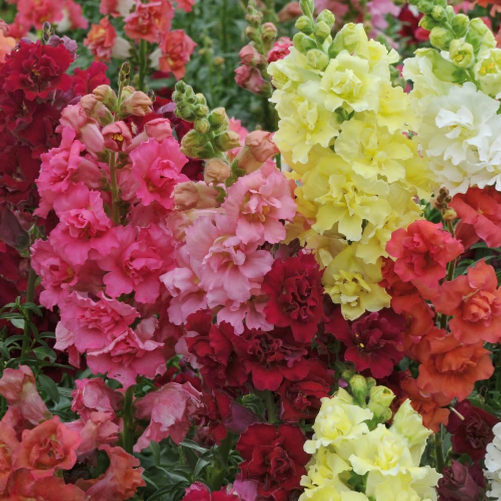 YouGarden - Antirrhinum Butterflies 20 Garden Ready Plants