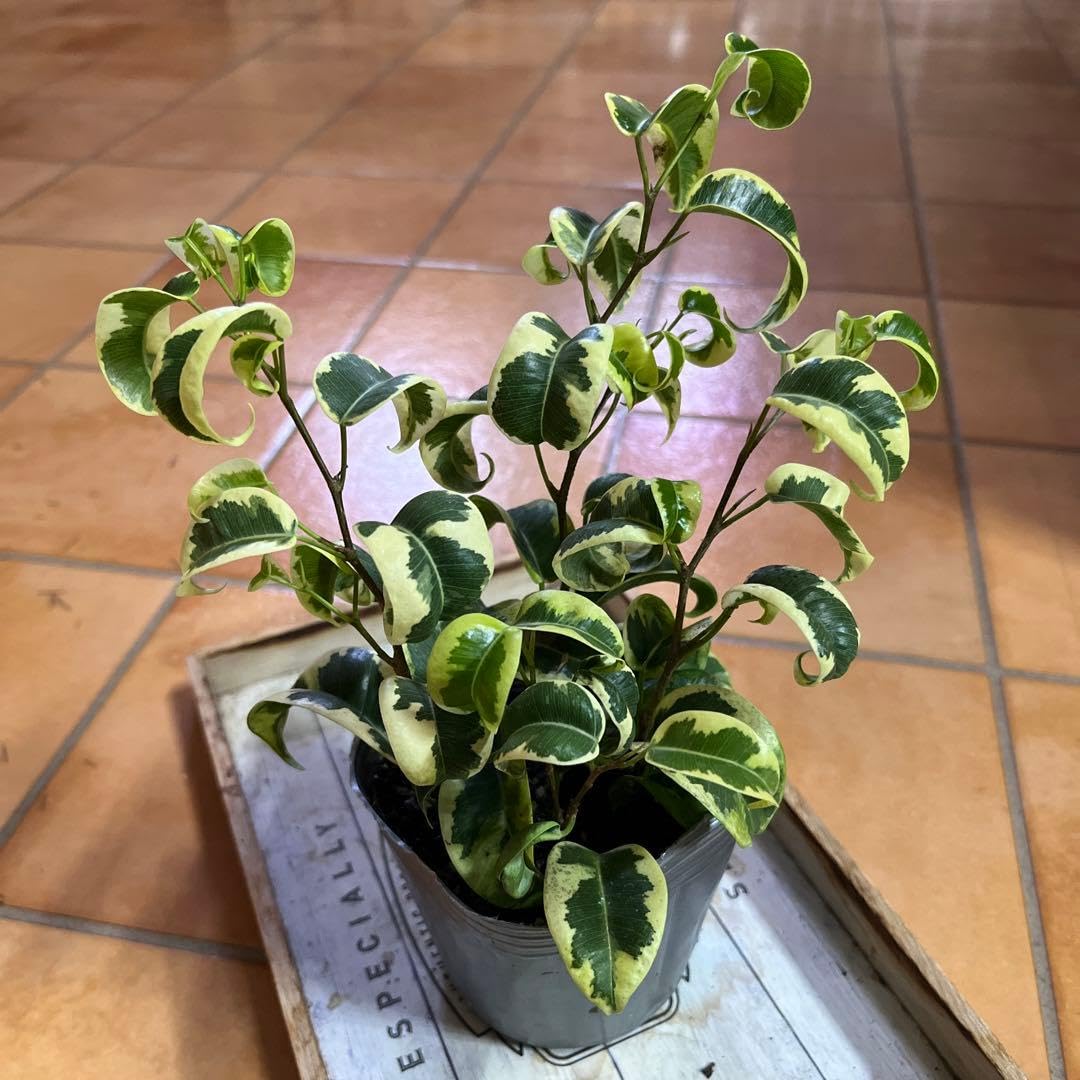 Amazon｜フィカス ベンジャミン シタシオン 土植え 観葉植物｜観葉植物