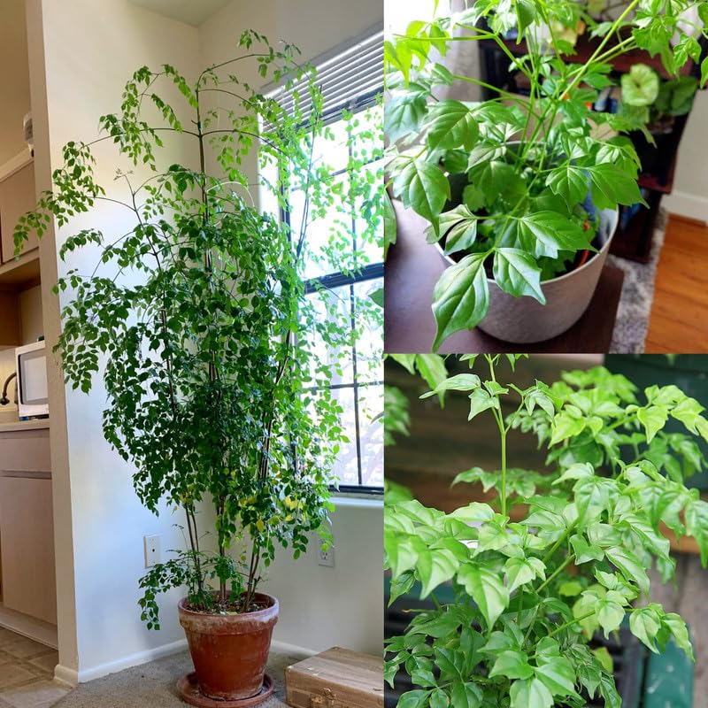 Air Purifying Green China Doll Live Plant Tree || For Home Garden Outdoor & Indoor Plant 2-4 Feet Height (Pack of 1 XL Size)-image-26