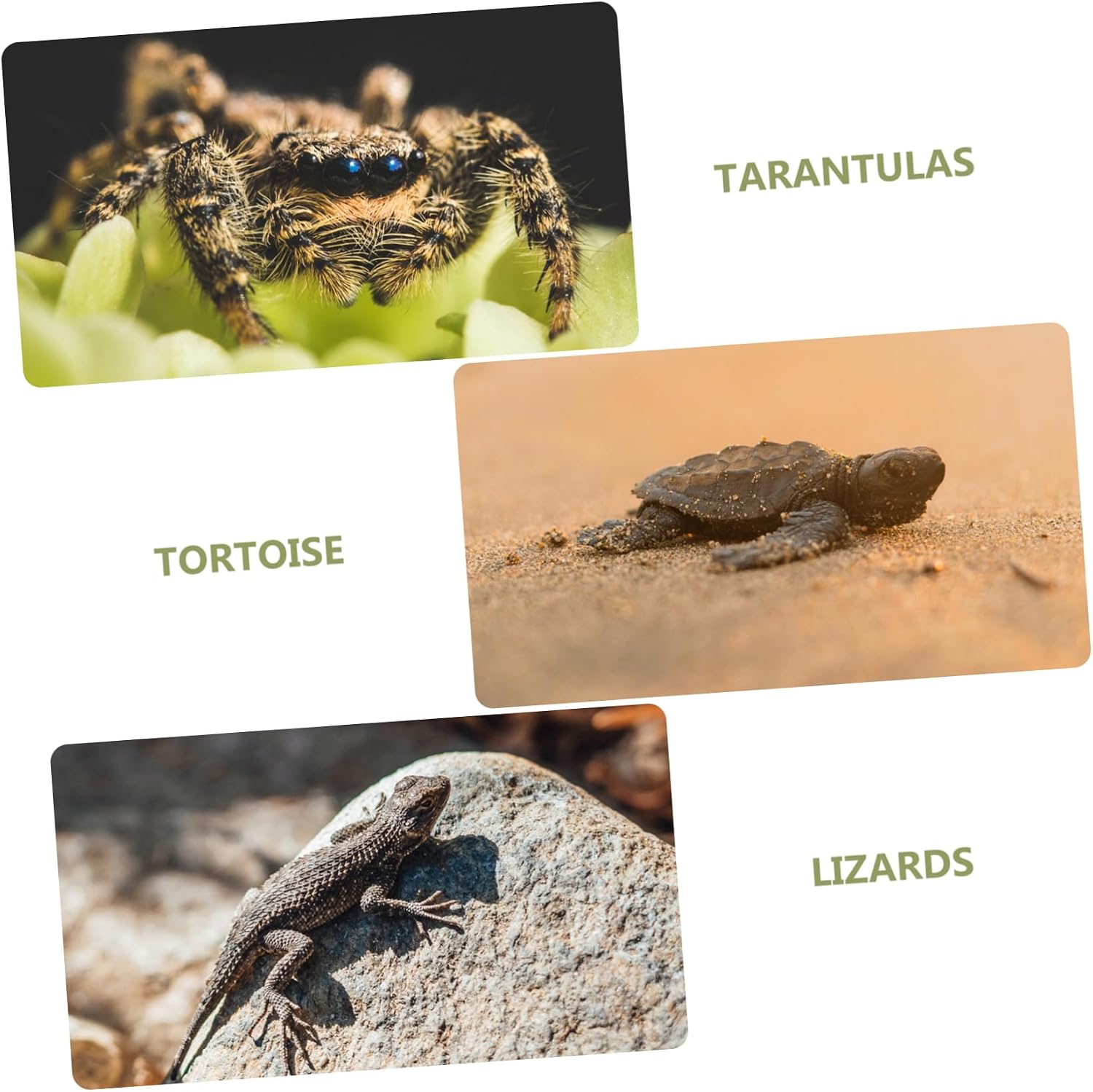 Reptile Carpet Mat Comfortable Snake Bedding Lizard Habitat Substrate Supple Moss Terrarium for Tortoises Lizards for Optimal Fit