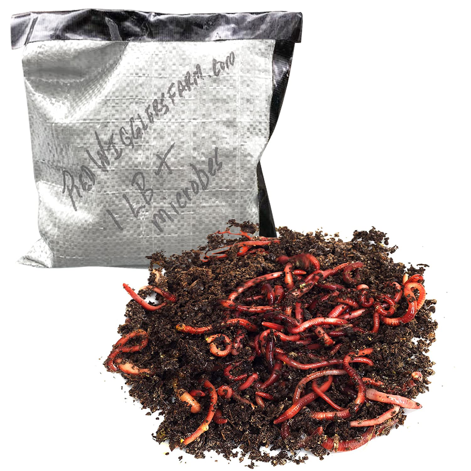 Buy RedWigglersFarm 3 LBS (Approximately 3,000 Worms) Premium Red