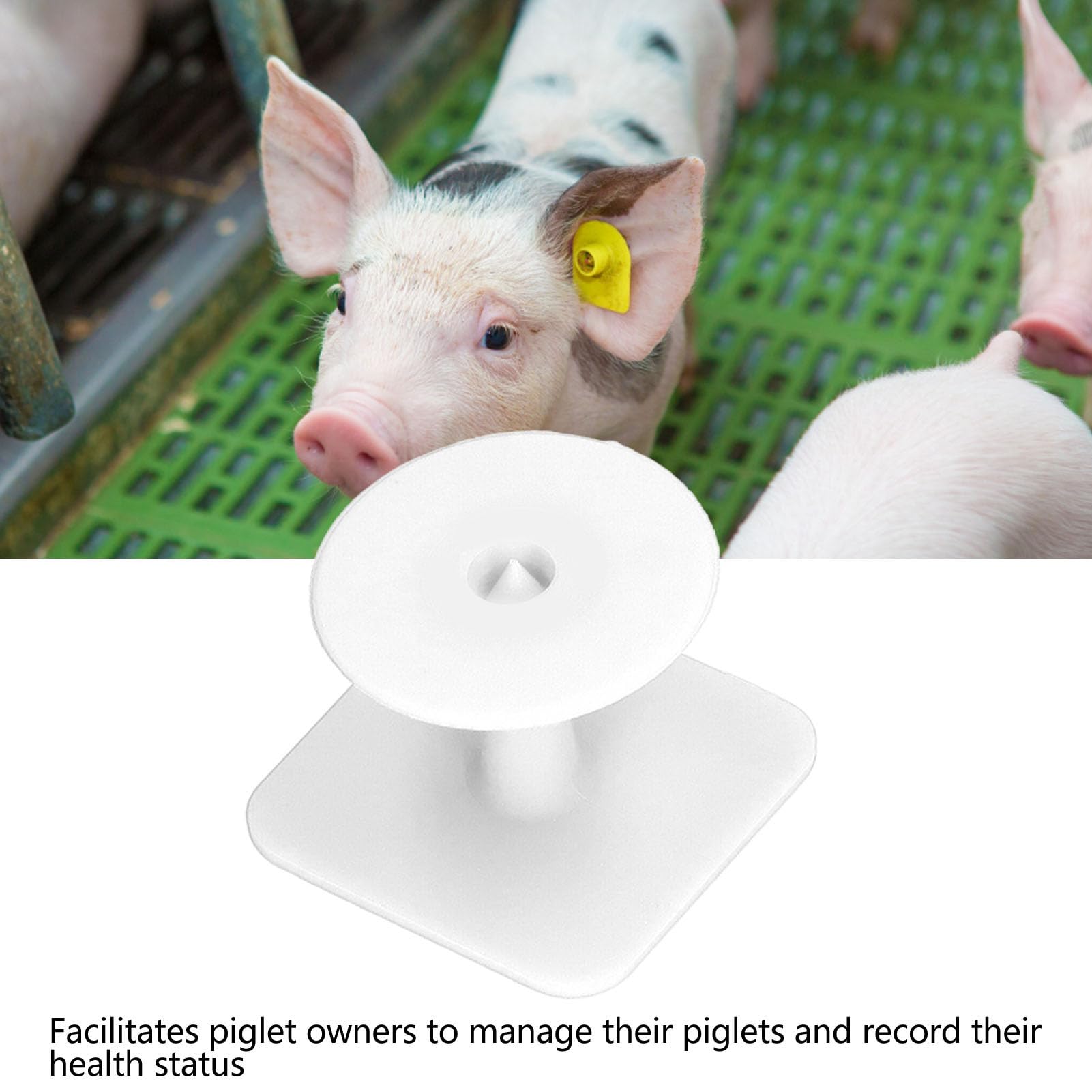 Bestiame 100 Pezzi di Marchi Auricolari Quadrati Usa e Getta per Suinetti, Attrezzatura per Marcatura per Targhetta di Identificazione Animale, Materiale in Poliuretano, 1,3x1,3 Pollici,