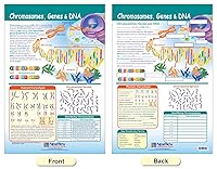 Vista 4 de NewPath Learning - Juego de 4 tablones de anuncios de cromosomas 94-7002