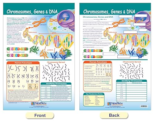 Miniatura 4 de NewPath Learning - Juego de 4 tablones de anuncios de cromosomas 94-7002