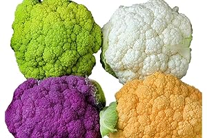 Purple Cauliflower Mix Seeds