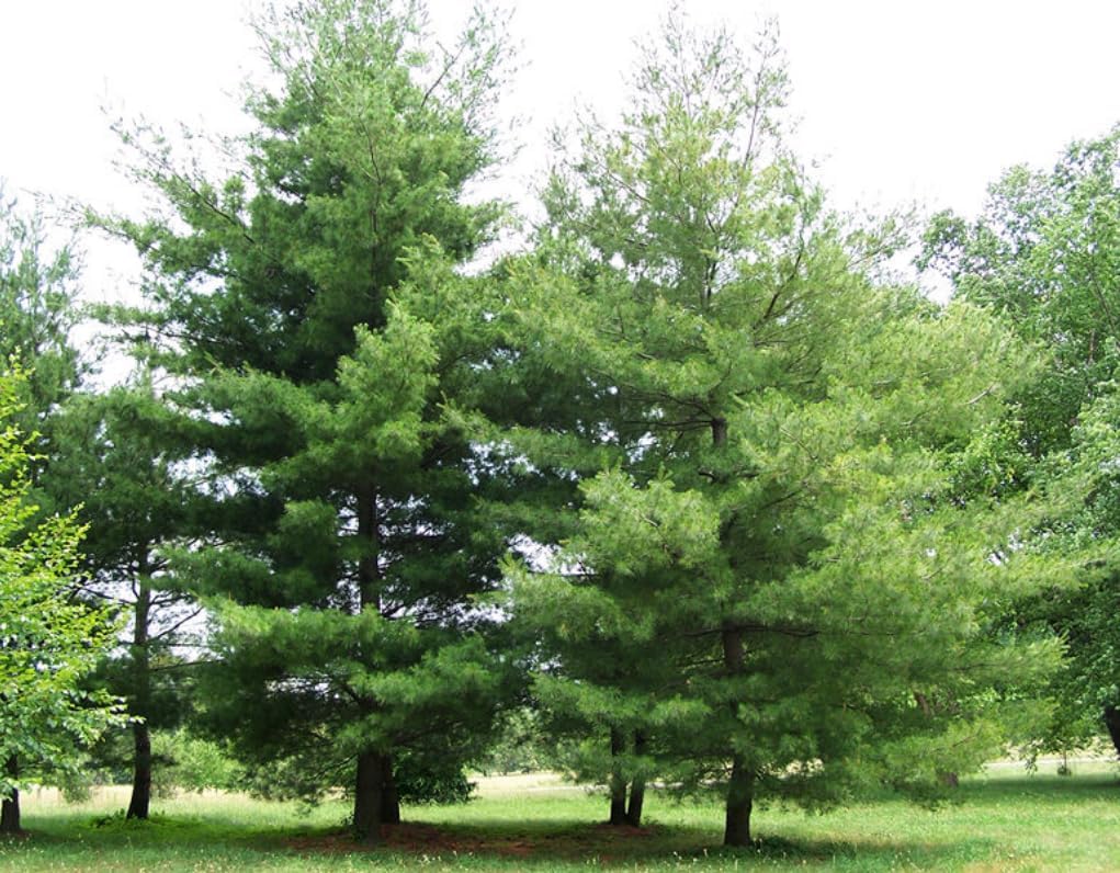 2 Eastern White Pine Trees - 12-18" Tall Live Plants - Fast Growing Evergreen Seedlings - Pinus strobus - (2 Pack)