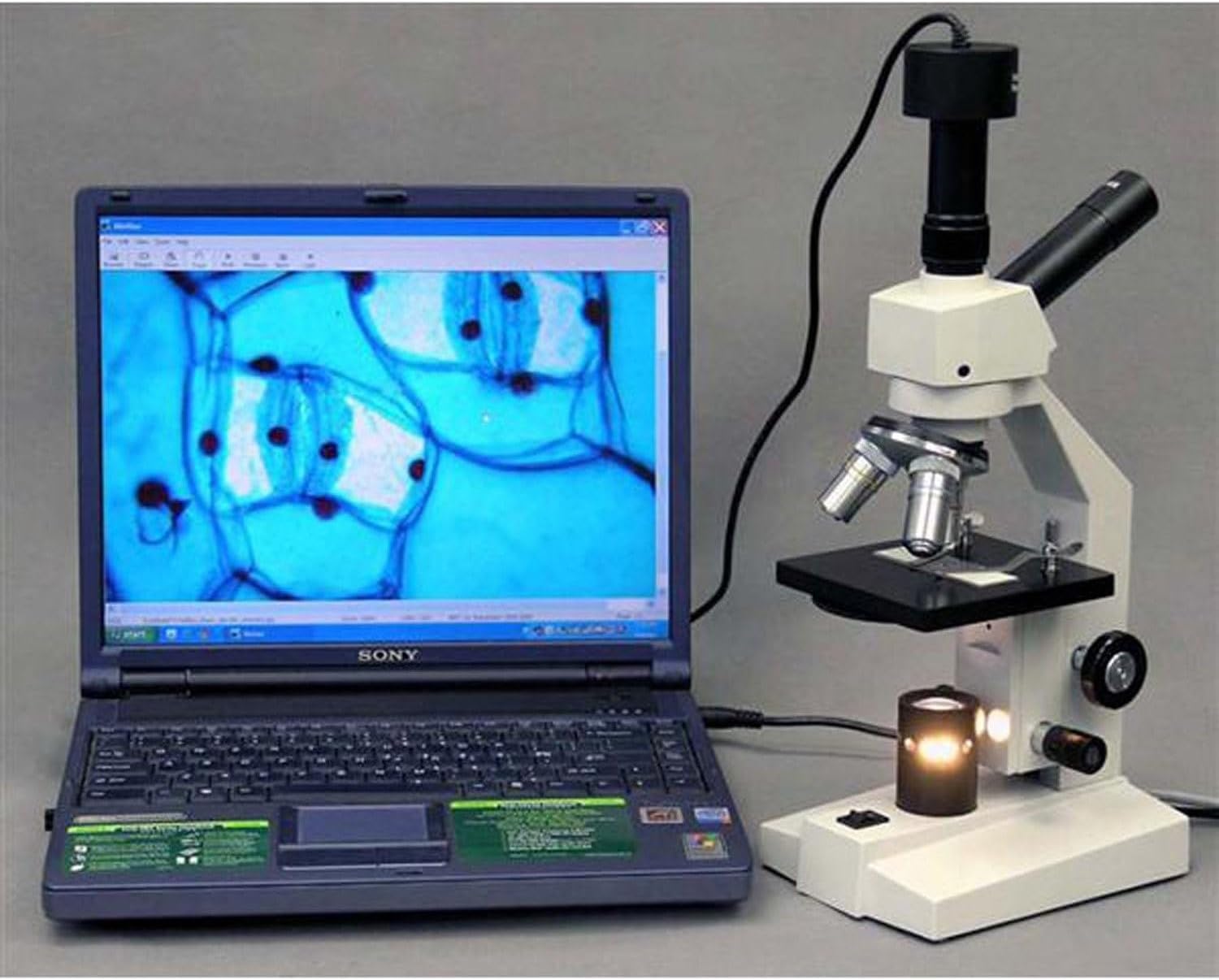 AmScope D120C-MS Dual-View Compound Monocular Microscope, WF10x and WF25x Objectives, 40X-2500X Magnification, Brightfield, 1.25 NA Abbe Condenser, Mechanical Stage