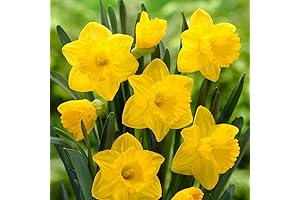 25 Yellow Daffodil Bulbs for Planting Outdoors