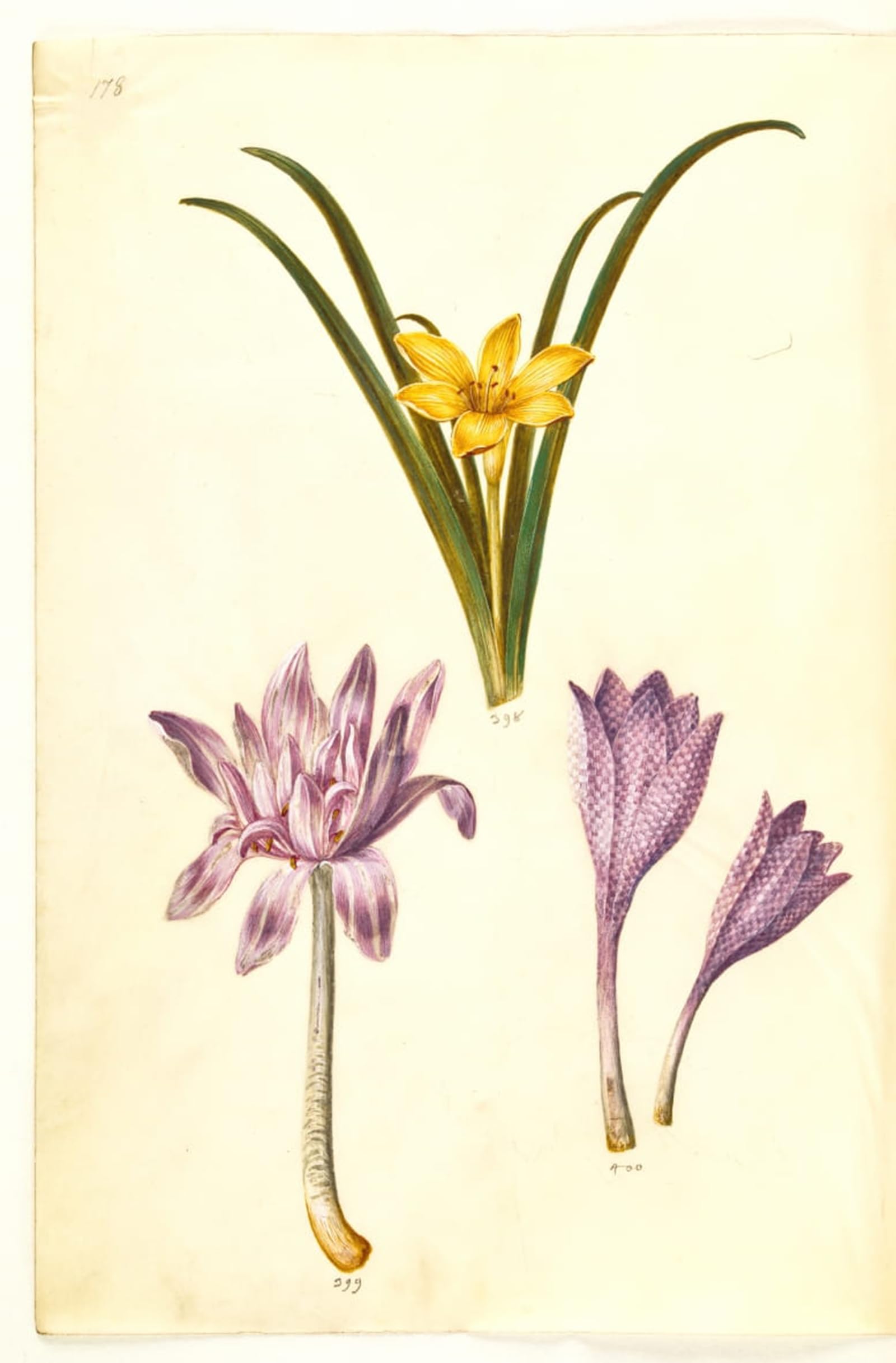 ARTXLXXBN Famous Prints Artwork Pictures Poster Painting Art Colchicum Autumnale by Hans Simon Holtzbecker Artwork Landscape Pictures for Home Decor 60x90cm