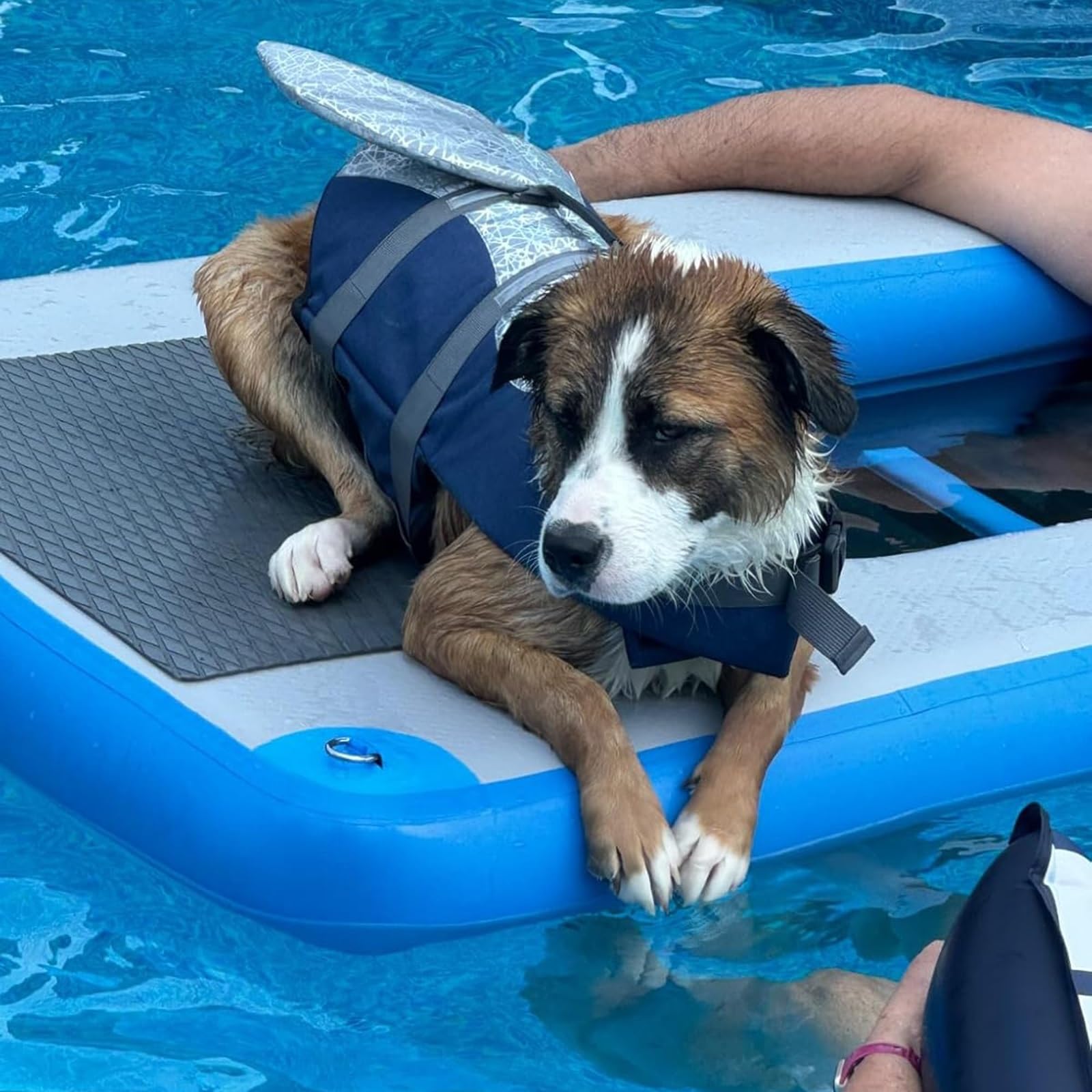 Rampe flottante pour chien résolvant le problème de remontée sur le quai