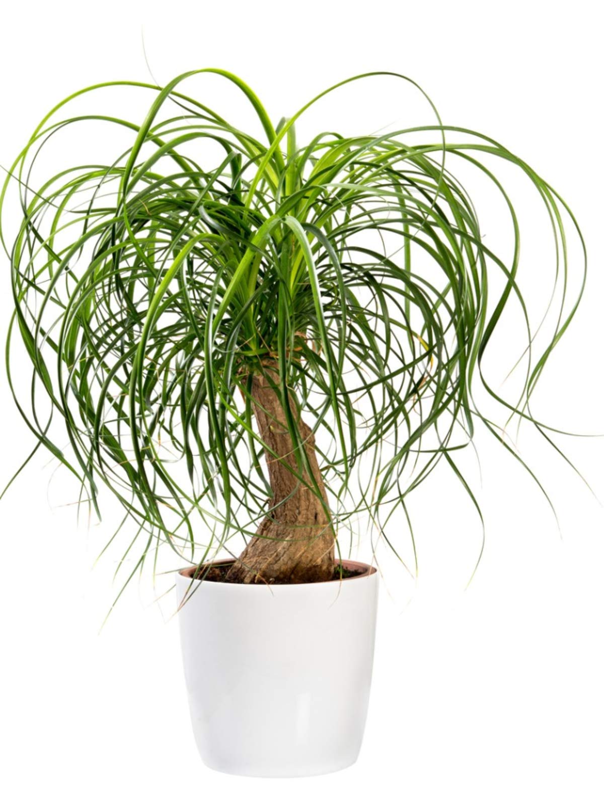 PlantaZee Ponytail Fountain Palm Live (B09KQR1FK2) Amazon Price History, Amazon Price Tracker