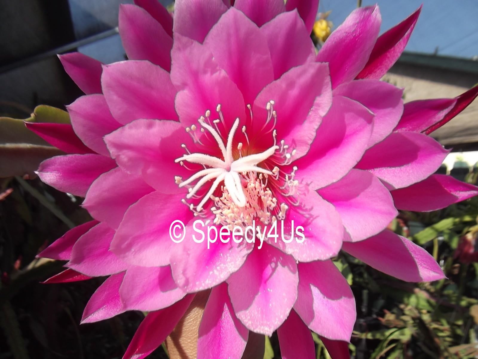Epiphyllum "Origami" Orchid Cactus Cutting