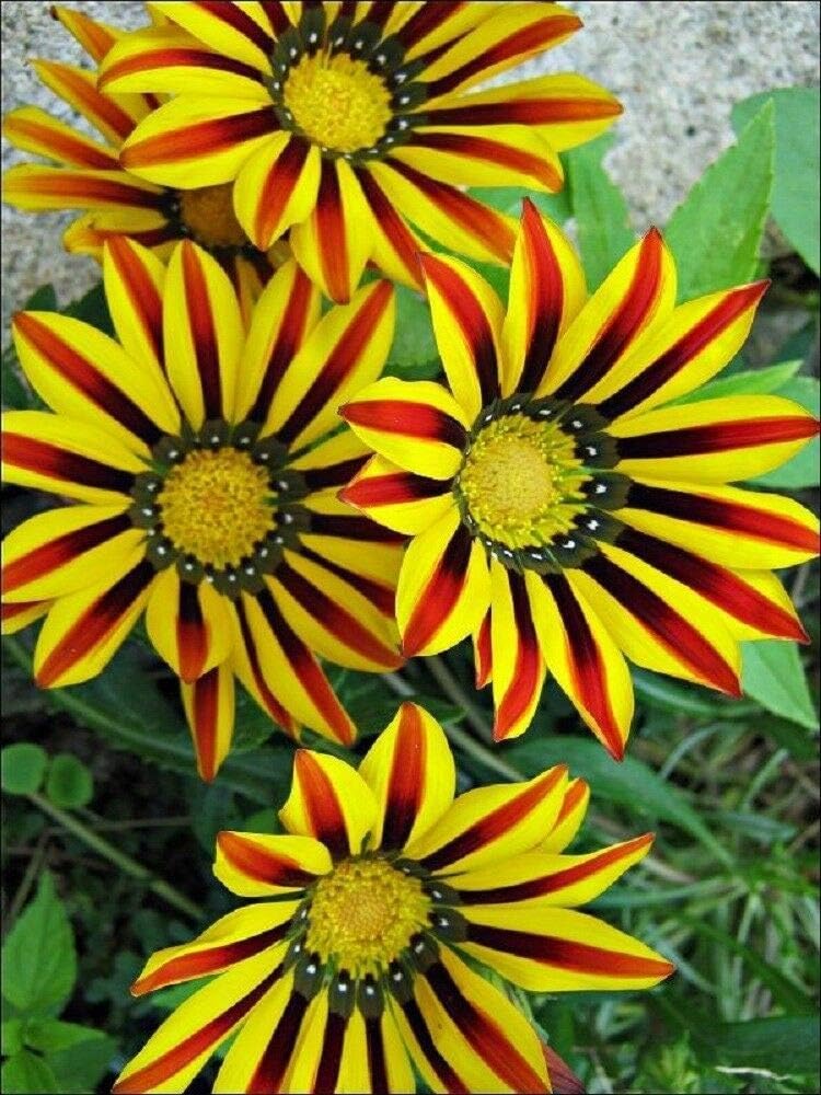 25 Yellow Red Daisy Seeds Osteospermum Flower African Exotic Garden Bi Color