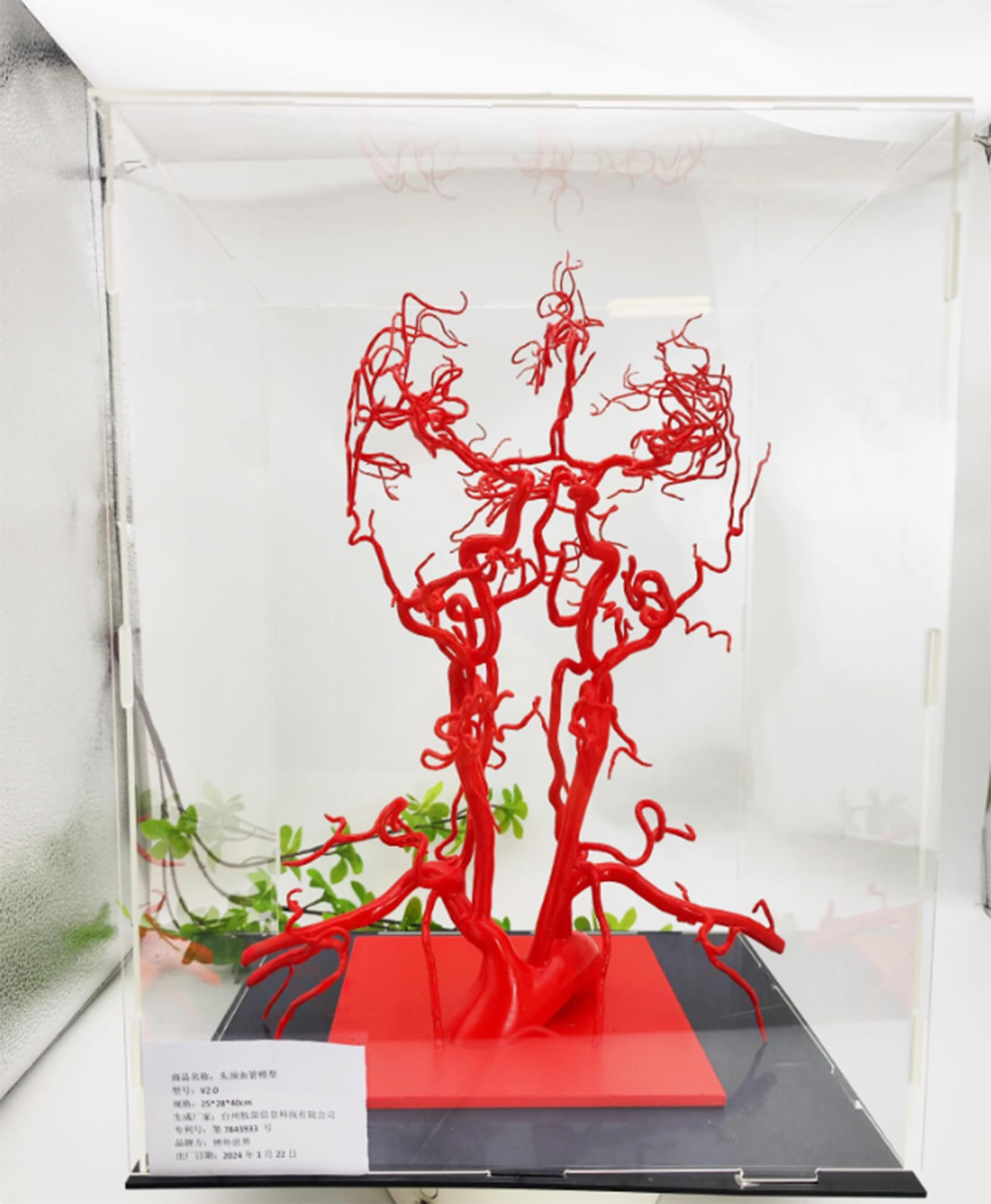 Modèle vasculaire 3D AMITD 30 cm comme support didactique médical