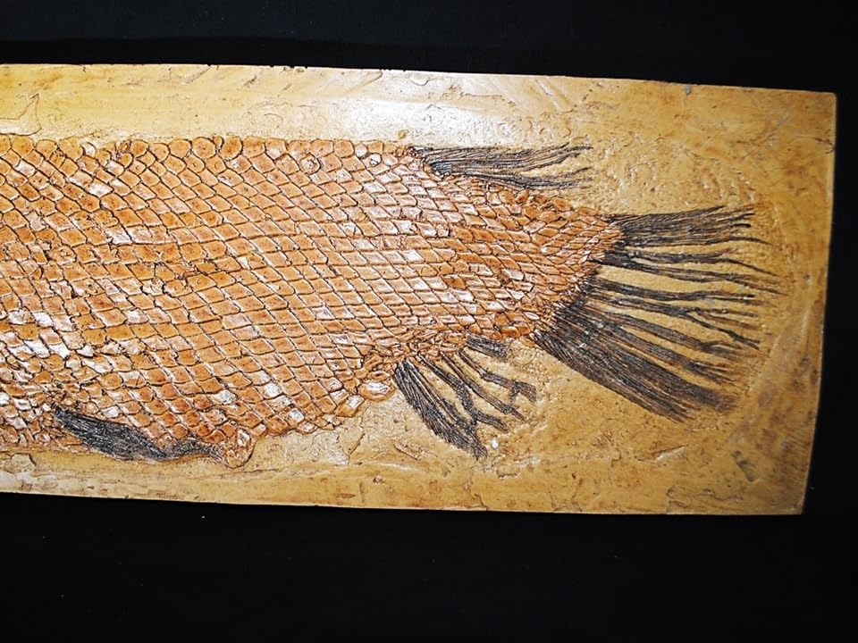 Amazon | 巨大レピソステウス類ガーパイク化石レプリカ教材貴重種 303