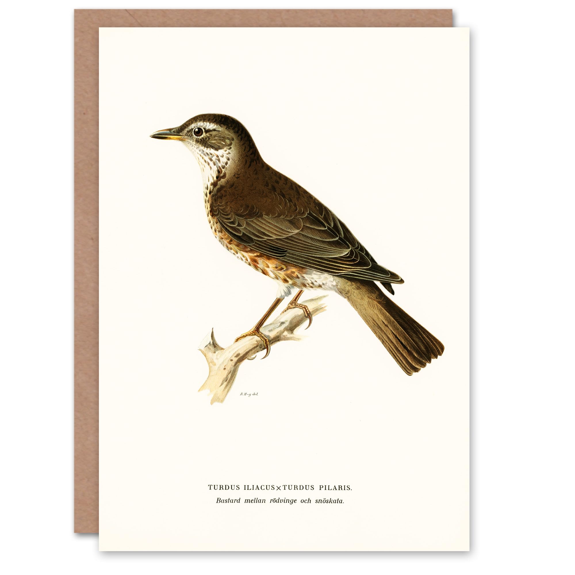 Artery8 Von Wright Brothers Art Card Redwing Bird Turdus Iliacus