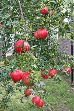Pixies Gardens Russian Pomegranate Tree Considered The Sweetest of All Pomegranates 1 Gallon Potted