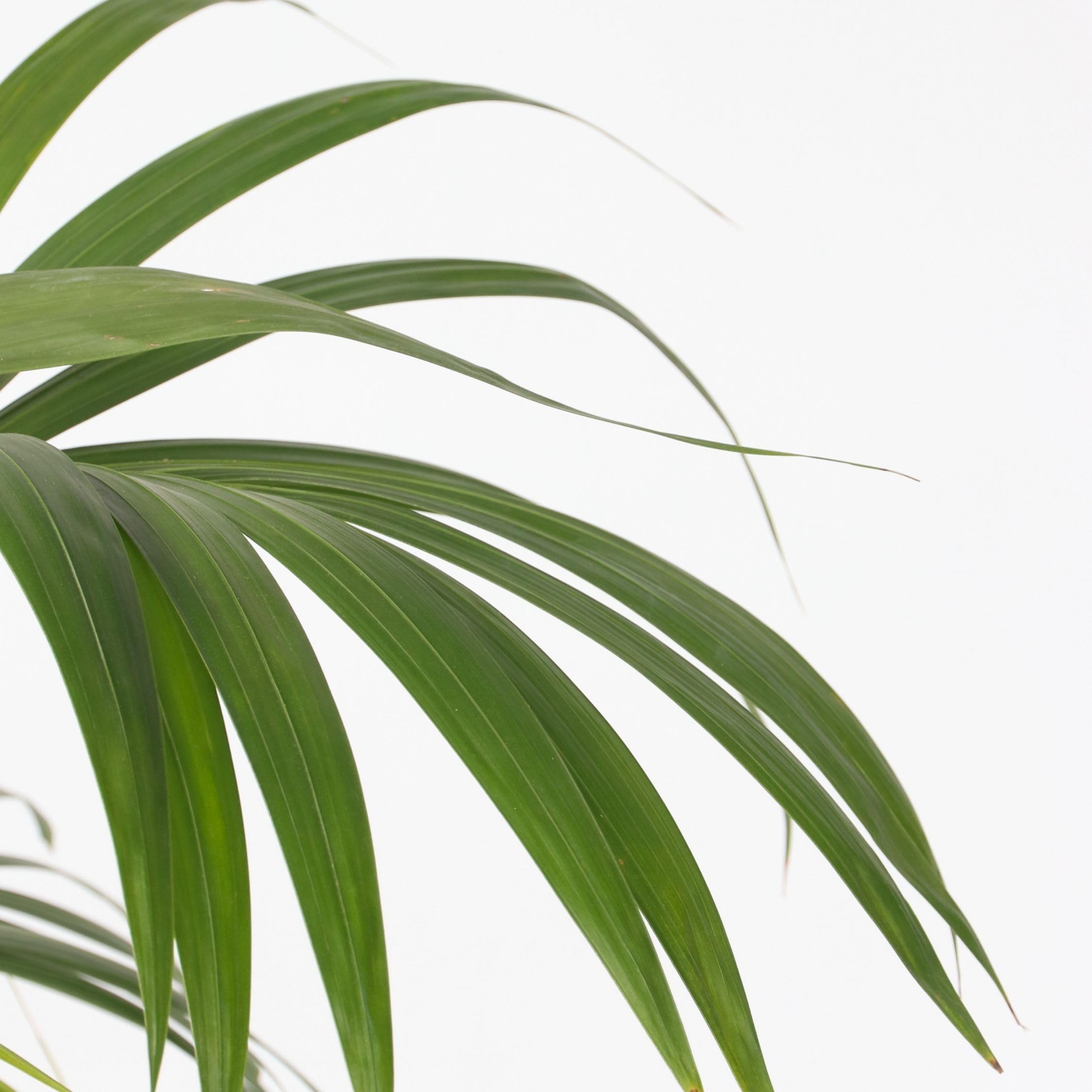 Plant in a Box - Howea forsteriana - Set de 2 - Palmera de interior - Kentia - Maceta 18cm - Altura 90-100cm - Planta verde - Siempre verde