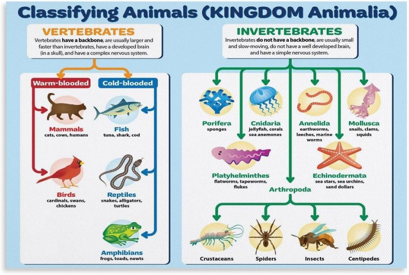 peiyeety Classification of Animals Biology Poster Vertebrates and Invertebrates Metal Tin Sign Art Poster for Room Aesthetic Posters & Prints on Metal Tin Sign Wall Art for Room 8" x 12"