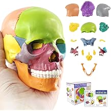 Mini Human Skull Model - 15-Part Half-Size Color-Coded Anatomy Model with Manual - Educational Detachable Skull for Medical Anatomy and Physiology Study Research Teaching Display