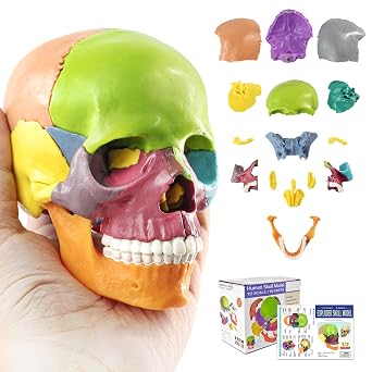 Mini Human Skull Anatomy Model, 15 Part Half-Size Color-Coded | Educational Detachable Skull Model with Manual for Medical Anatomy and Physiology Study Research Teaching Display