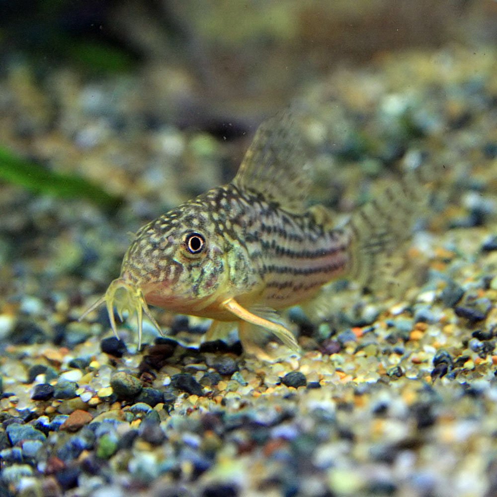 Amazon | (熱帯魚)コリドラス ステルバイ【ブリード】 約2-3cm 3匹