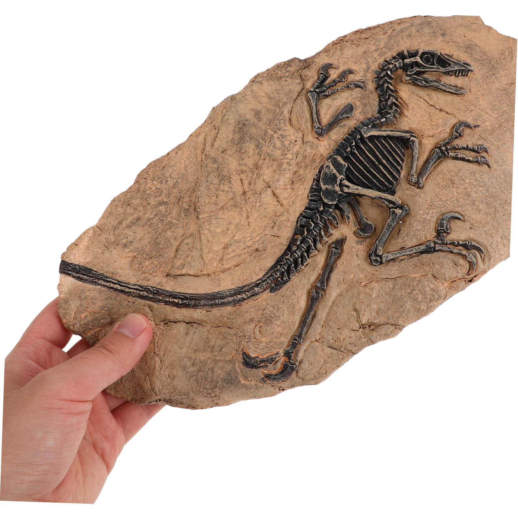 Set Di Fossili Di Dinosauro Ornamento Di Fossili Di Dinosauro Giocattolo Da Tavolo Per Ragazzo Ragazza Ragazzi