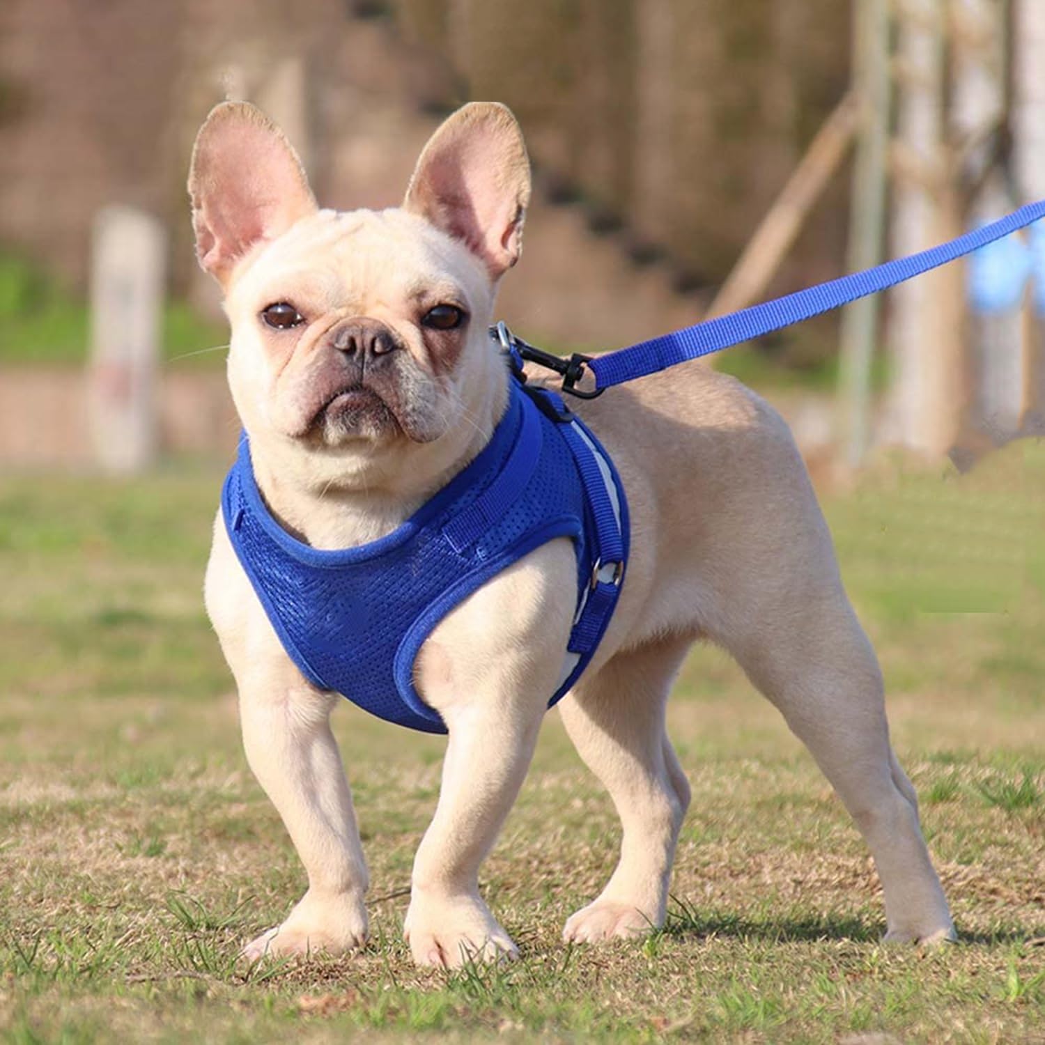 Heart Home Reflective Dog Harness With Adjustable Leash|Breathable Polyester Mesh Fabric |XL Size|HT-844|Comfortable No-Pull Grip|Quick Release Buckles|Easy On - Easy Off Harness|Blue (B0CQYKT9QT) Amazon Price History, Amazon Price Tracker