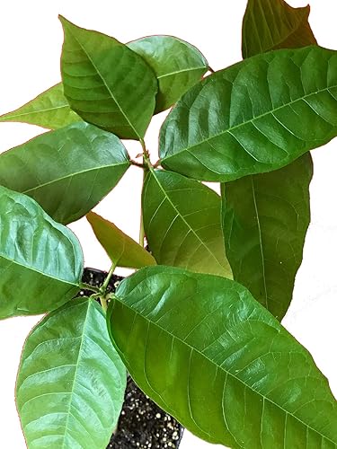 Miniatura 4 de Árbol de chocolate / Theobroma Cacao - 1 planta viva en maceta