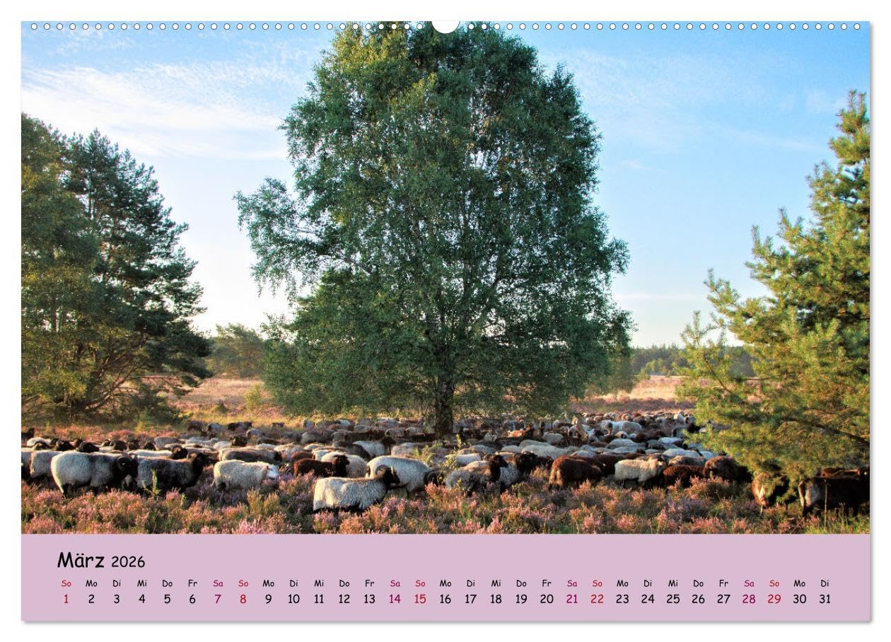 Lüneburger Heide Wege (hochwertiger Premium Wandkalender 2026 DIN A2 quer), Kunstdruck in Hochglanz: Einzigartige Heidelandschaft erleben (CALVENDO Natur)