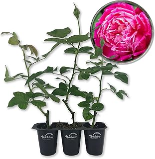 Louis Philippe Rose Bush - 3 Live Starter Plants in 2 Inch Growers Pots - Beautifully Fragrant Florida Rose - A Versatile Heirloom Rose with a Rich Fragrance