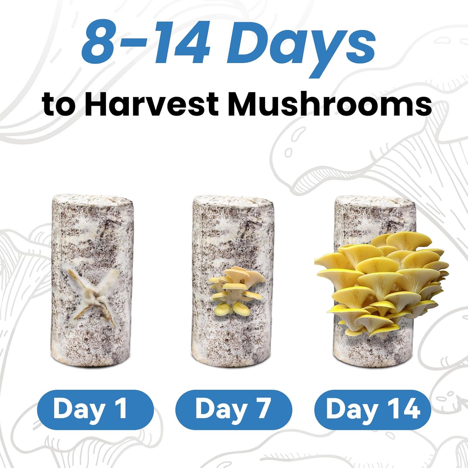Organic Edible 4lbs Golden Oyster Mushroom Growing Kit, Made in USA, Double-Side Mushroom Grow Kit Indoor, Harvest Gourmet Mushrooms in 10 Days, Top Gardening Gift, Holiday Gift