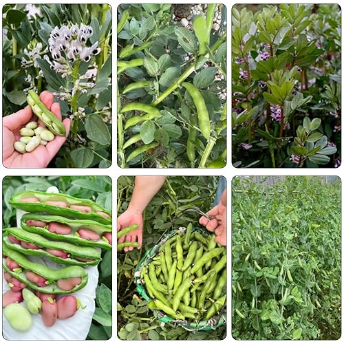 Fava Beans Seeds, Meadow Garden Mix-in, Wildflower Companion Plant, Natural