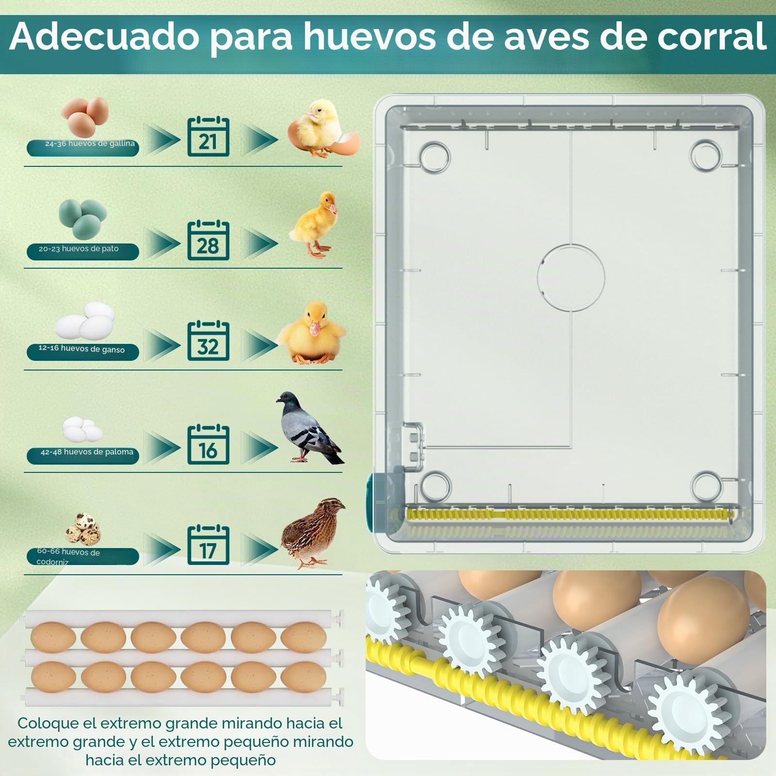 Incubadora automática de huevos de 36 huevos,Incubadora automática de huevos con volteo automático de huevos, control de temperatura y humedad, incubadoras para Eclosión de Pollo, Cana (36 huevos)