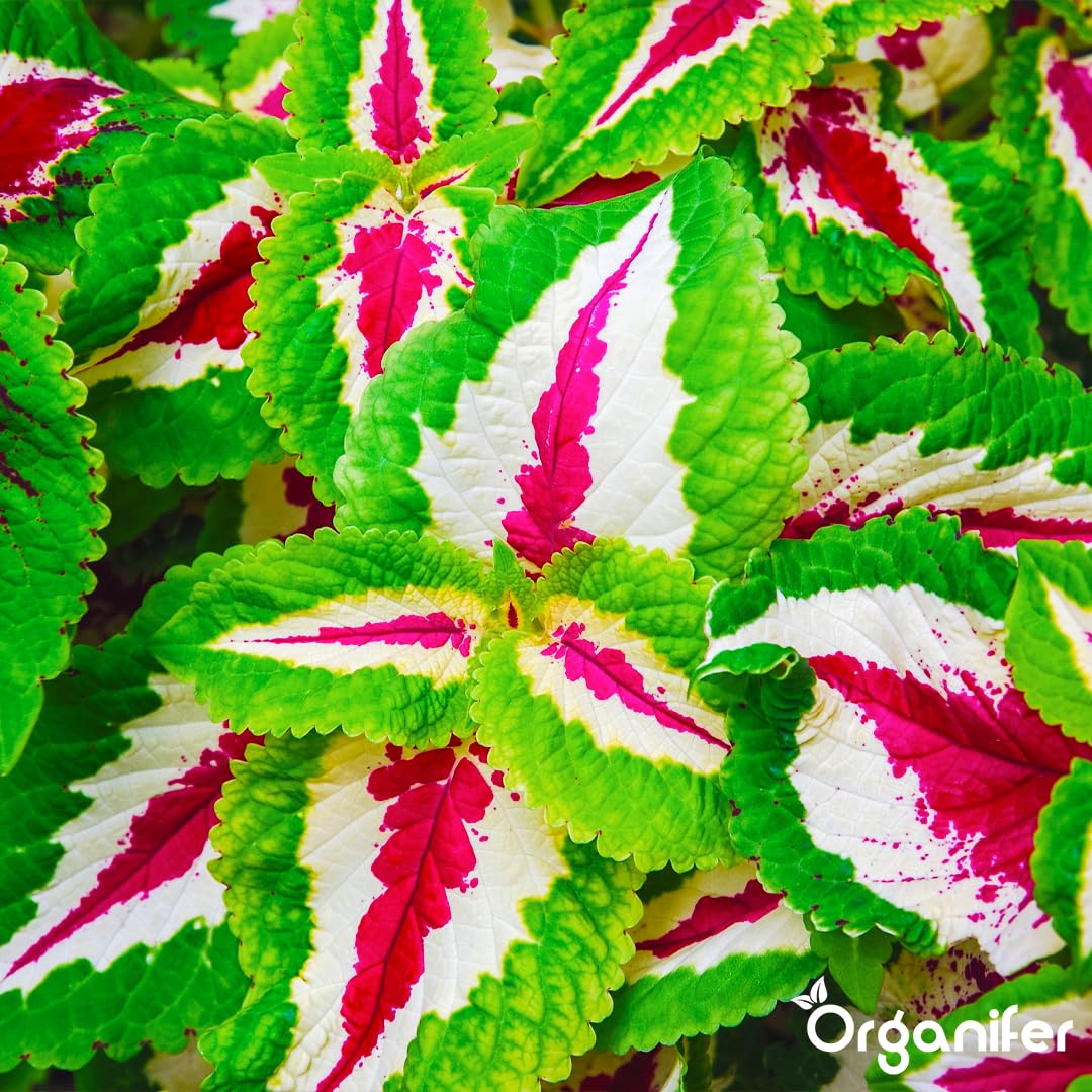 Fertilizante Líquido - 5x1L - Para Coleus - NPK 3-4-3 | Plantas Fuertes Y Vitalidad Óptima - Organifer