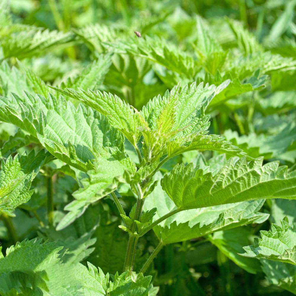 Shiso Seeds, Pack of 150+ Perilla Seeds for Planting